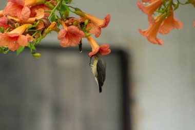 Zeytin sırtı güneş kuşu, aynı zamanda sarı göbekli güneş kuşu olarak da bilinir, bahçedeki bir çiçeğe tünemiş.