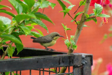 Zeytin sırtı güneş kuşu, aynı zamanda sarı göbekli güneş kuşu olarak da bilinir, bahçedeki bir çiçeğe tünemiş.
