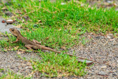 Kertenkele bahçede çimlerin üzerinde oturuyor. 