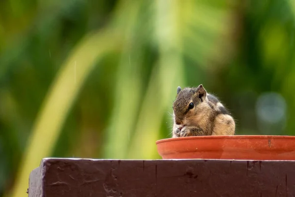 Feeding animals in hot weather, watering squirrels