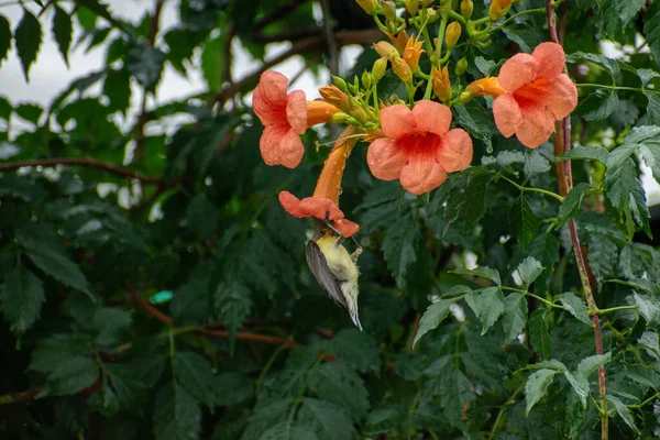 Olive Backed Sunbird Also Known Yellow Bellied Sunbird Perched Flower — Stock Photo, Image