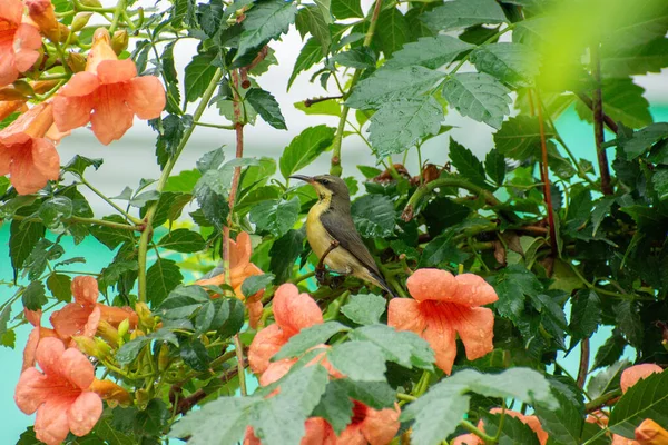 黄色の鳥としても知られているオリーブをバックにしたサンバードは 庭の花に覆われています — ストック写真