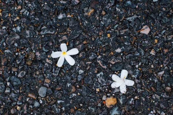 Plumeria flower on asphalt road. White flowers on asphalt road. photography background