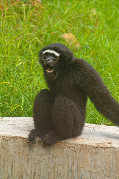 Γκίμπον Στο Ζωολογικό Κήπο Κοντινό Πλάνο Μαύρης Μαϊμούς — Φωτογραφία Αρχείου