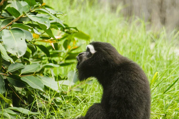Гібон Зоопарку Крупним Планом Чорна Мавпа — стокове фото