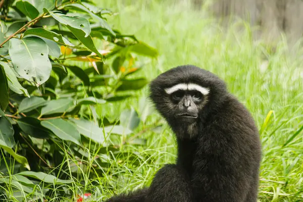 Gibbon Zoológico Primer Plano Mono Negro —  Fotos de Stock