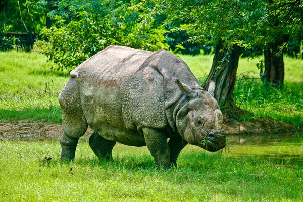Rinoceronte Blanco Caminando Sobre Hierba Verde Zoológico —  Fotos de Stock