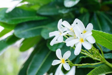 Yeşil yapraklı beyaz Frangipani çiçeği Plumeria alba