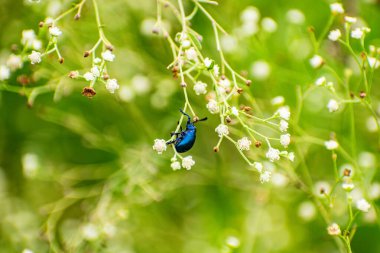 Uğur böceği ya da uğur böceği, yaprak bitleri ve küçük böceklere karşı doğal böcek ilacı.