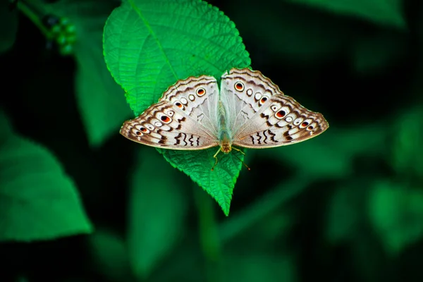 Mariposa Punteada Marrón Hermoso Fondo Pastel Natural Morpho Mariposa Diente — Foto de Stock