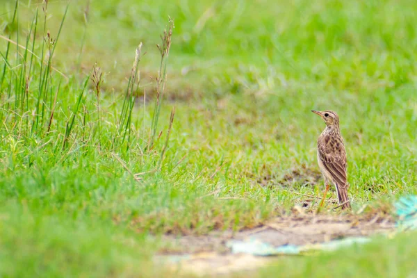 Hermosas Aves Tarareando Disfrutando Vida Naturaleza — Foto de Stock