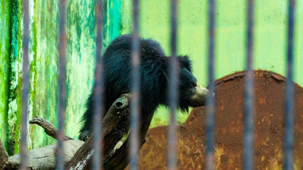Urso Preguiça Também Conhecido Como Urso Indiano Uma Espécie Urso — Fotografia de Stock