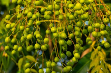Ağaç zemininde küçük zeytinler. 