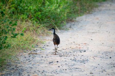 Hindistan 'da küçük beyaz göğüslü su tavuğu