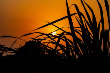 Günbatımı büyük çimlerin arkasında koyu turuncu gökyüzü fotoğrafçılık arka planında 