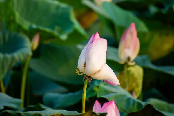 Lotus yaprakları ve çiçekleri nilüfer tarlasında 