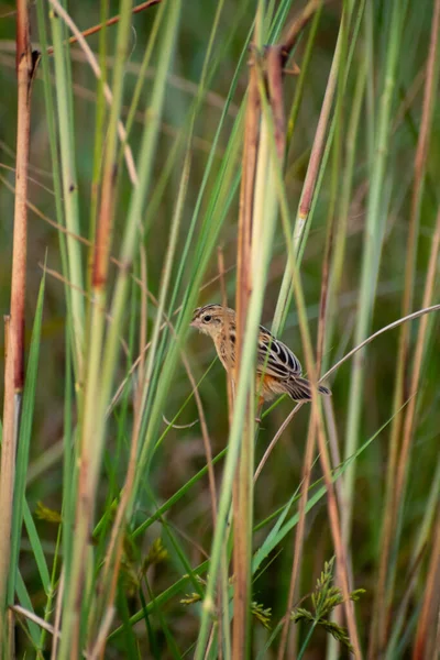 Zitting Cisticolaun Petit Oiseau Que Trouve Principalement Dans Les Prairies — Photo