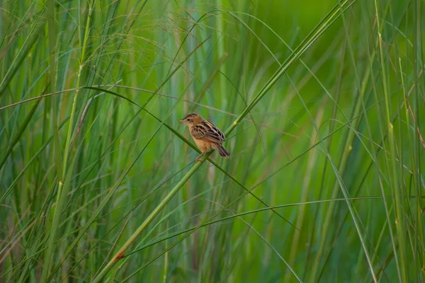 一种主要在草原上发现的小鸟 — 图库照片