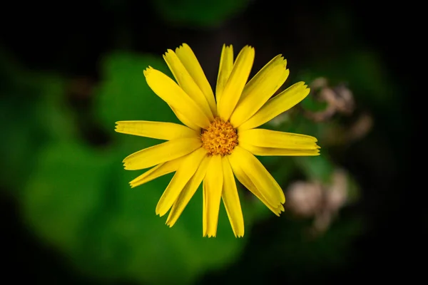 Seçici Odaklı Sarı Huysuz Fotoğraf Arkaplanı Çiçekleri 