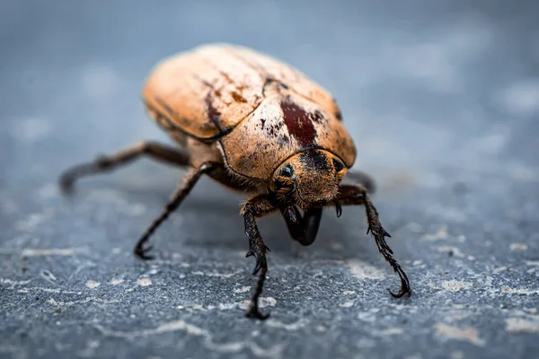 Insekter Selektiva Fokuserade Myror Dödande Liv Jorden Mikrofotografi — Stockfoto