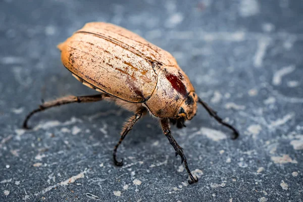 Insekter Selektiva Fokuserade Myror Dödande Liv Jorden Mikrofotografi — Stockfoto