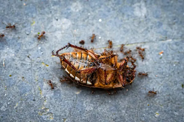 Insetos Seletivo Focado Formigas Matando Vida Terra Micro Fotografia — Fotografia de Stock