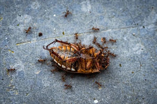 Insects Selective Focused Ants Killing Life Earth Micro Photography — Stock Photo, Image