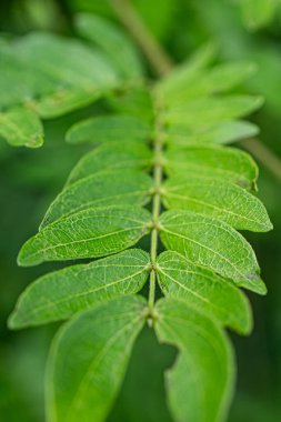 Yeşil yaprak dokusu. Doğal bitkiler ve yapraklar
