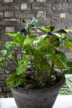 Yeşil yaprak dokusu. Doğal bitkiler ve yapraklar