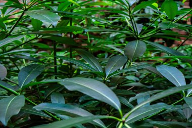 Yeşil yaprak dokusu. Doğal orman geçmişi