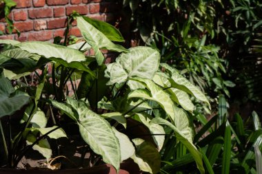 Yeşil yaprak dokusu. Doğal orman geçmişi