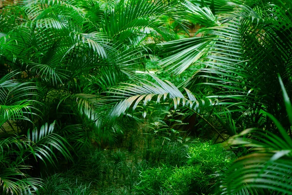 Texture Verte Des Feuilles Fond Jungle Naturelle — Photo