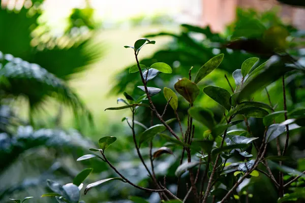 Green leaf texture. Natural jungle background