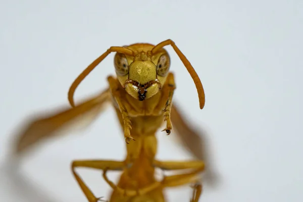 Amarelo Jaqueta Bugs Fundos Brancos Seletivo Focado Micro Fotografia — Fotografia de Stock