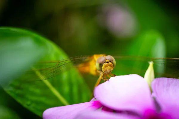 Goldene Libelle Auf Einer Blume Selektiv Fokussiert Mikrofotografie Kostenloses Archivfoto — Stockfoto