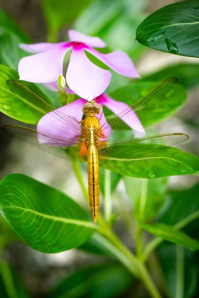 Çiçek üzerindeki altın yusufçuk, seçici odaklı, mikro fotoğraf, Bedava Stok Fotoğrafı