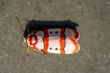 Cyana coccinea Tinny Bugs Mikro Fotoğraf, Seçici Odaklı 