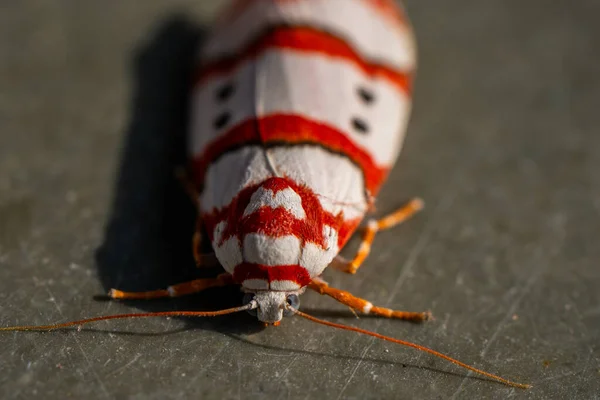 Cyana coccinea Tinny Bugs Mikro Fotoğraf, Seçici Odaklı 