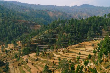 Himalayalar 'da, Uttarakhand' da, Hindistan 'da buğday tarlaları, Panorama Manzara Fotoğrafçılığı
