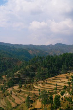 Himalayalar 'da, Uttarakhand' da, Hindistan 'da buğday tarlaları, Panorama Manzara Fotoğrafçılığı 