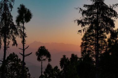 Uttarakhand Ekukhet Kumaon 'da büyüleyici ve mistik bir atmosfer yaratmak için dağ ağaçlarının arasından sis örüyor. 