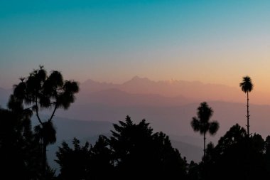 Uttarakhand Ekukhet Kumaon 'da büyüleyici ve mistik bir atmosfer yaratmak için dağ ağaçlarının arasından sis örüyor. 