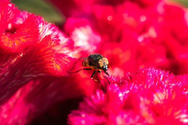 housefly in pure red coloured flower background Insect life in Micro Photography