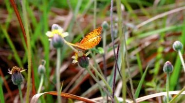 Kelebek, kır çiçeklerini döllüyor otlaklarda inanılmaz bir yaşam sürüyor.