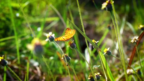 초원에 야생화 놀라운 생활을 Pollining — 비디오