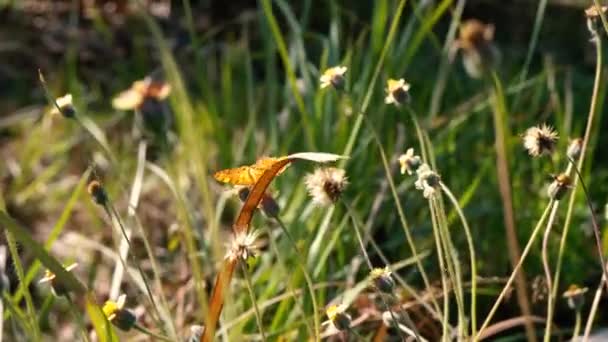 Motýl Opylování Divokých Květin Úžasný Přírodní Život Pastvinách — Stock video