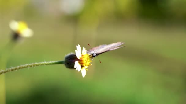 Kelebek Kır Çiçeklerini Döllüyor Otlaklarda Inanılmaz Bir Yaşam Sürüyor — Stok video