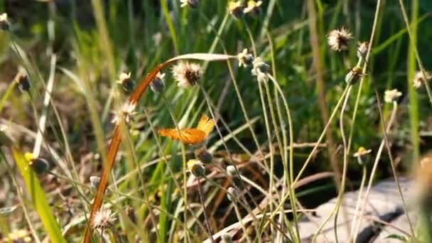 Mariposa Polinizando Las Flores Silvestres Increíble Vida Natural Pastizal — Vídeos de Stock