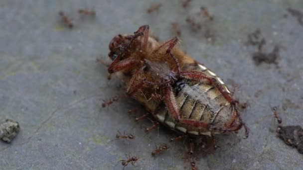 Formigas Caçando Oração Maior Levando Formigas Colônia — Vídeo de Stock