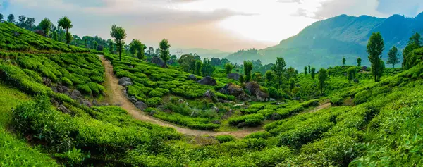 Munnar is a well-known place in India, and it is located in the state of Kerala, Munnar is a picturesque hill station known for its breathtaking landscapes, lush tea gardens, and cool climate